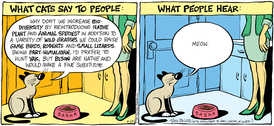 what cats say to people